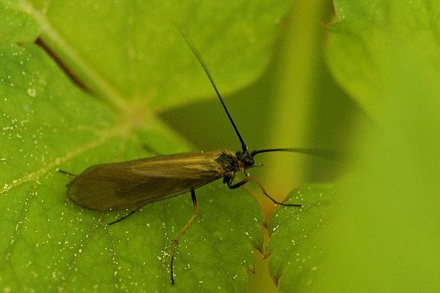 File:Limnephilus.auricula.jpg