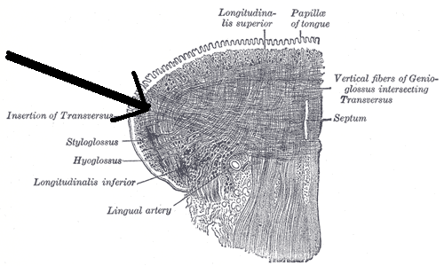 File:Musculustransversuslinguae.png