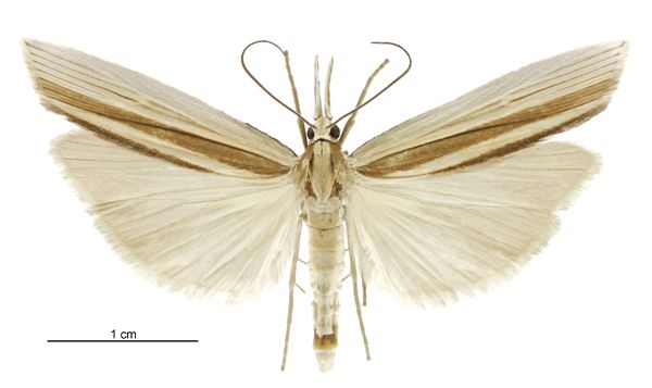 File:Orocrambus angustipennis male.jpg