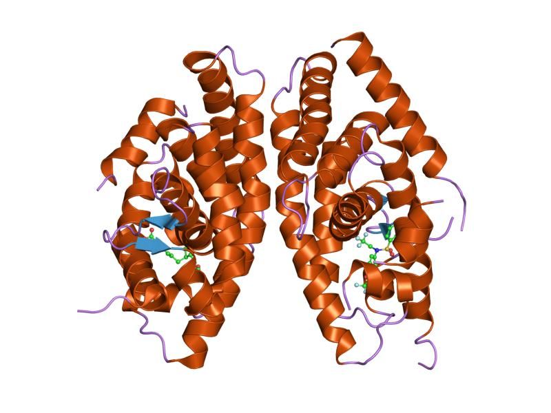 File:PDB 1uhl EBI.jpg