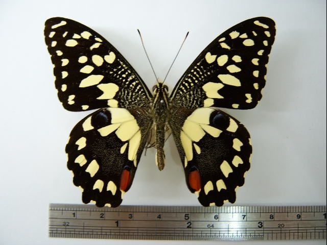 File:Papilio demoleus01.JPG