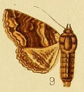 File:Pl.232-09-Pericyma atrifusa (Hampson, 1902).JPG