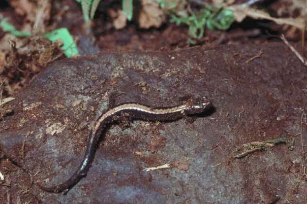 File:Plethodon shenandoah.jpg