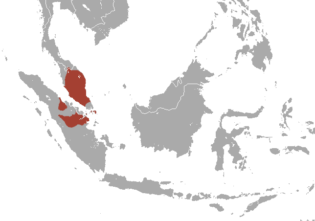 File:White-thighed Surili area.png