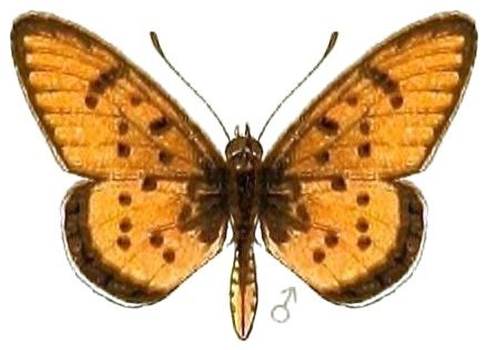 File:AcraeaSpecies2, Acraea axina.jpg