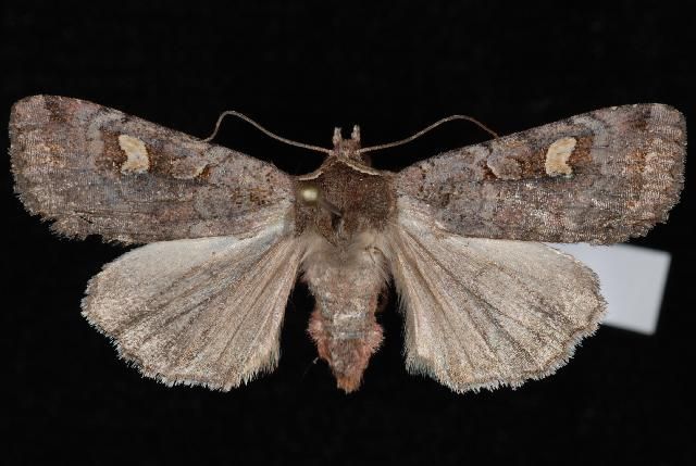 File:Adelphagrotis stellaris.jpg