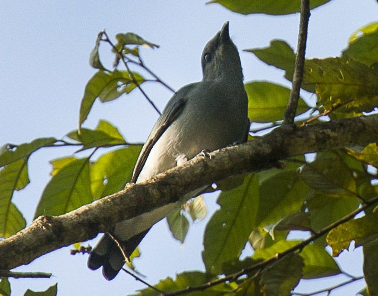 File:Black-bibbed Cuckoo-Shrike - Mindanao H8O1395 (17028149765) (cropped).jpg