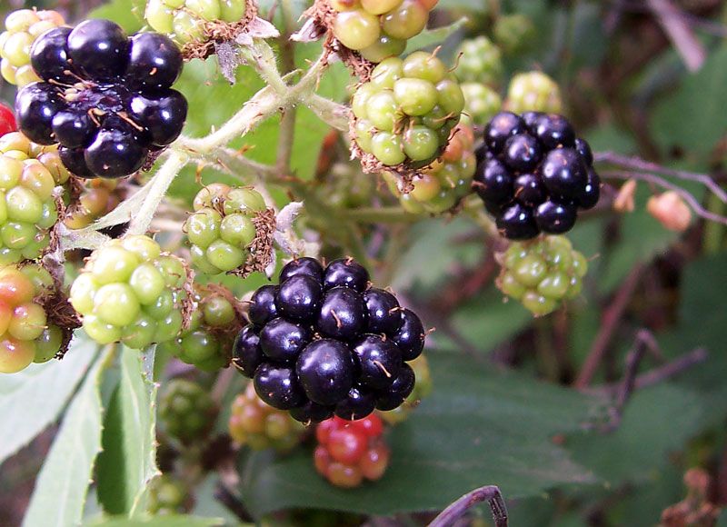 File:Blackberry fruits06.jpg