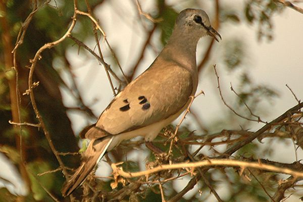 File:Blackbilledwooddove.jpg