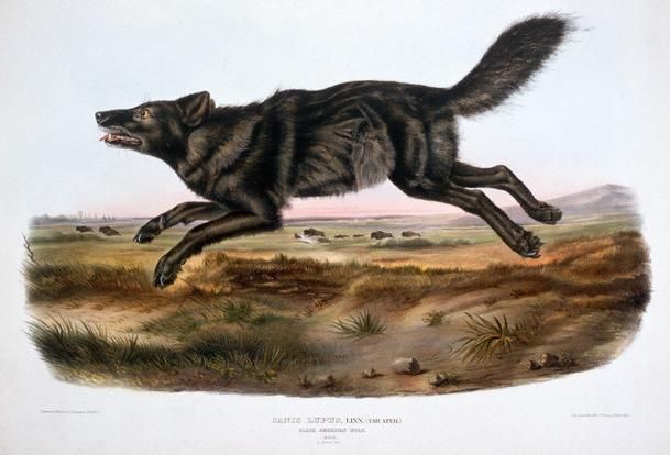 File:Blackwolfdog.jpg