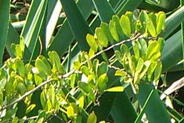 File:Capparis flexuosa leaves.jpg