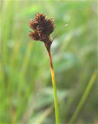 File:Carex crawfordii inflorescense (5).jpg