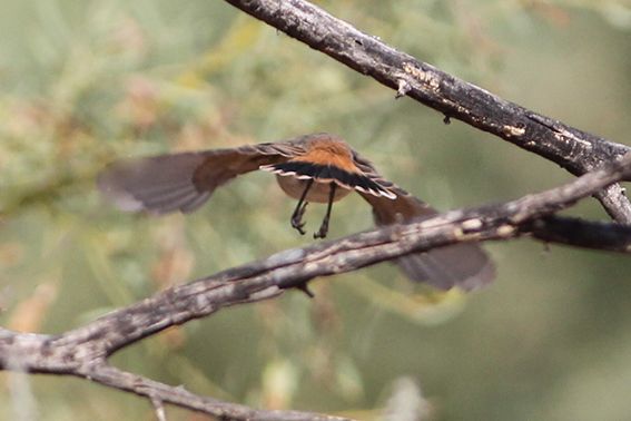 File:Chestnut-rumped Thornbill, tail detail.jpg