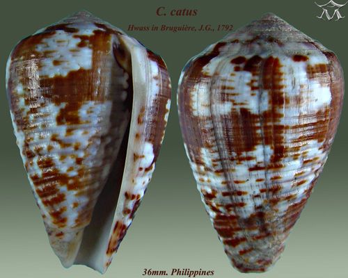 File:Conus catus 3.jpg