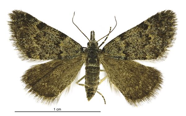 File:Dichromodes cynica female.jpg