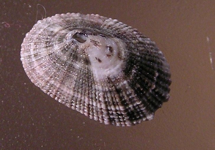 File:Diodora saturnalis 002.jpg