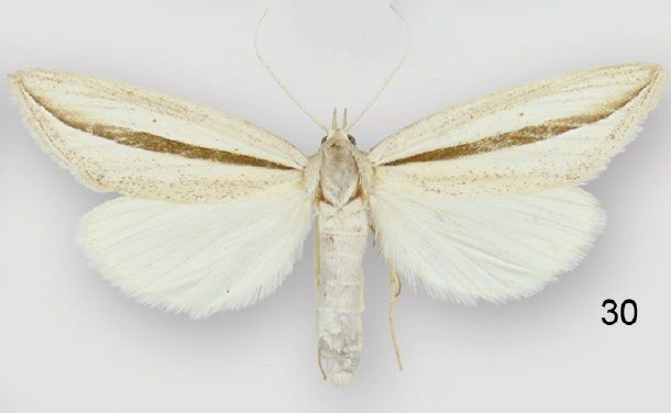 File:Doryodes tenuistriga female.jpg