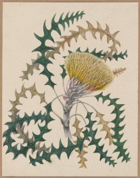 File:Dryandra lindleyana by Marrianne Collinson Campbell.jpg