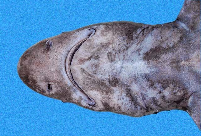 File:Echinorhinus cookei head.jpg