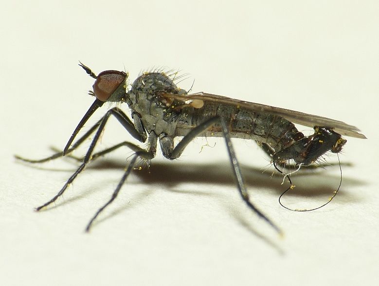 File:Empis acinerea.jpg