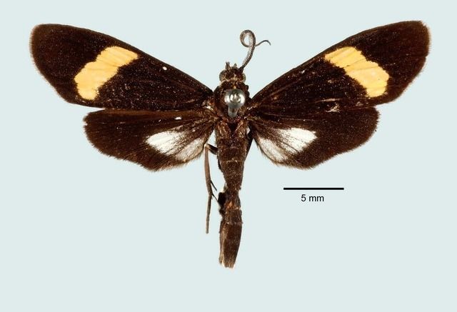 File:Ephialtias abruptam.jpg