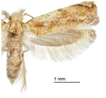 File:Erechthias minuscula ZK.jpg