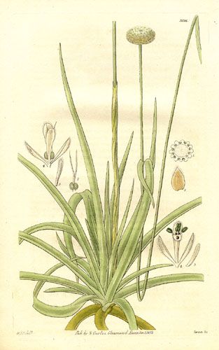 File:Eriocaulon decangulare (1832).jpg