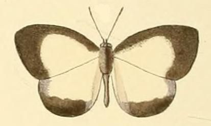 File:Falcuna libyssa1.JPG