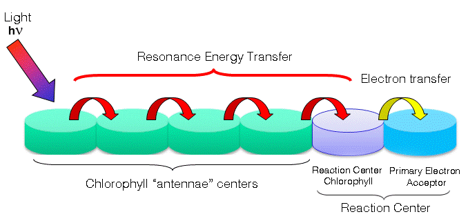 File:Generic Photosystem Complex.png