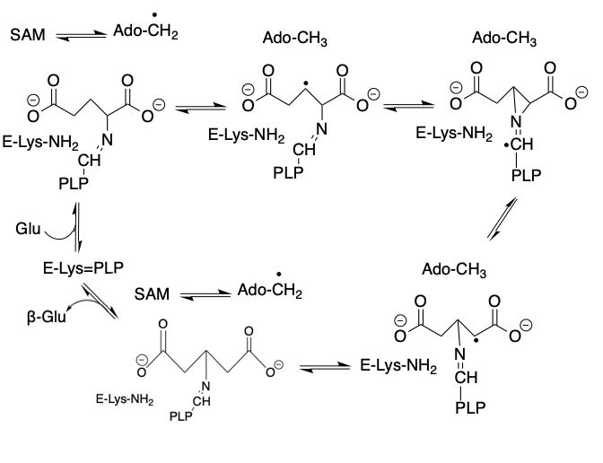 File:Glutamate 2,3-aminomutase Mechanism.png