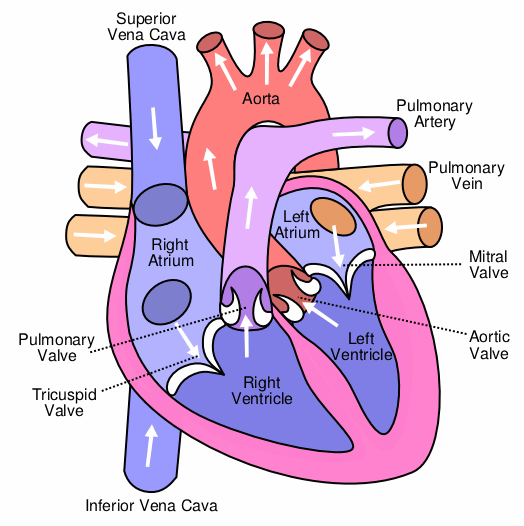 File:Heart labelled large.png