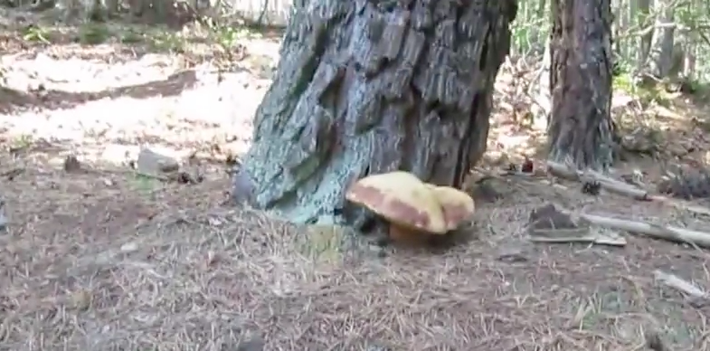 File:Huge Boletus Edulis.png