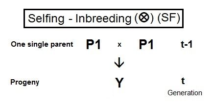 File:Inbreeding- Selfing.jpg