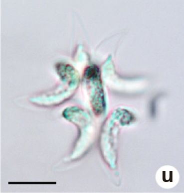 File:Medeiros et al 2021 Ankistrodesmus bibraianus.jpg