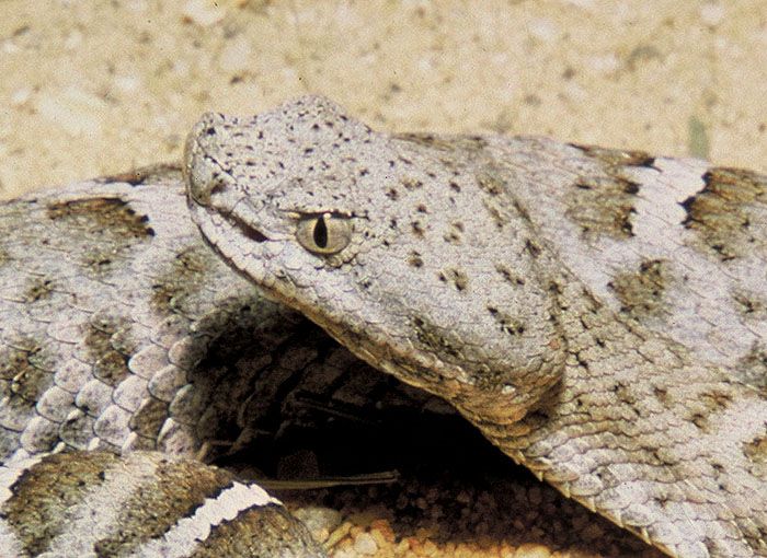 File:Mexican ridged nosed rattlesnake head.jpg