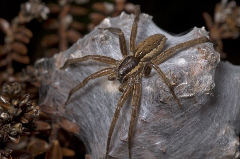 File:Nursery web spider 1.jpg