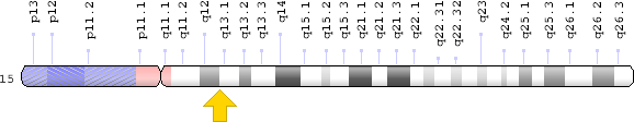 File:OCA2 gene location.png