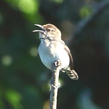 File:Odontorchilus cinereus - Tooth-billed Wren.JPG