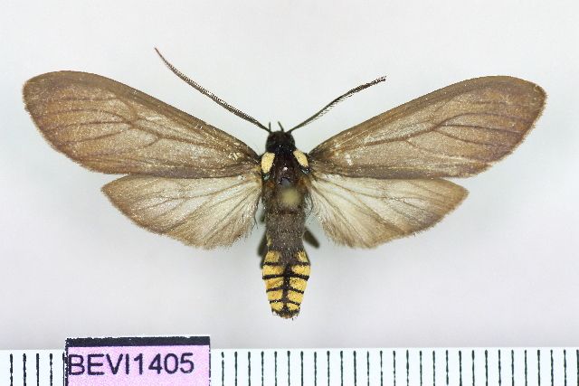 File:Opharus bimaculata.JPG