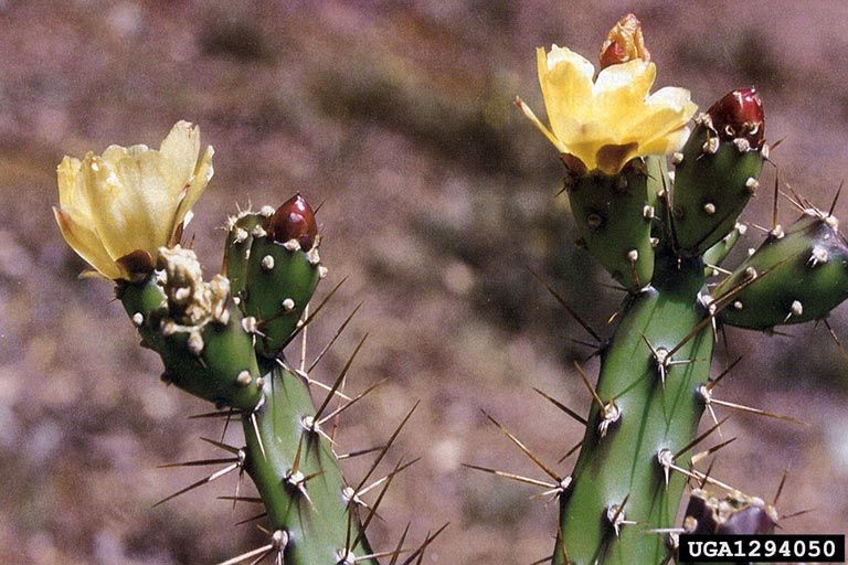 File:Opuntia aurantiaca1UGA1294050.jpg