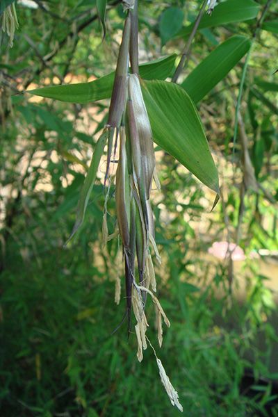 File:Phyllostachys Glauca 'Yunzhu' in flower.jpg