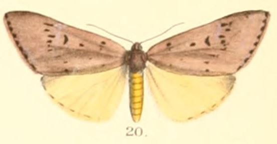 File:Pl.2-20-Adrepsa stilbioides Moore, 1879.JPG