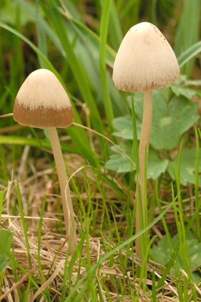 File:Psathyrella.marcescibilis.-.lindsey.jpg