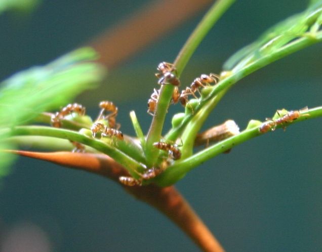 File:Pseudomyrmex ferruginea Ryan Somma-cropped.jpg