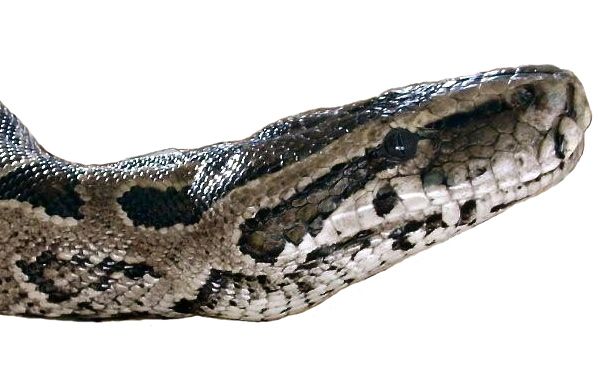 File:Python natalensis-Head.jpg