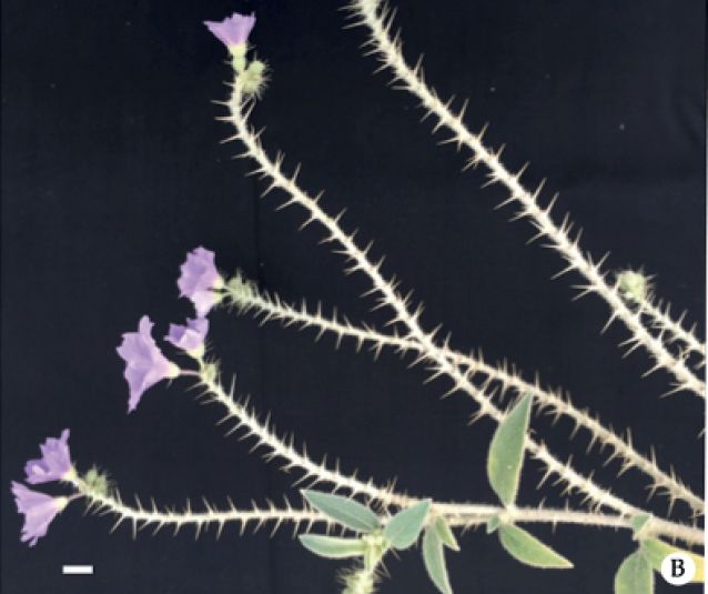 File:Solanum scalarium male flowers (cropped).jpg