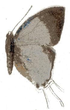 File:Syrmoptera melanomitra.JPG