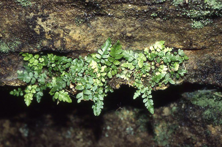 File:Thelypteris pilosa alabamensis lg.jpg