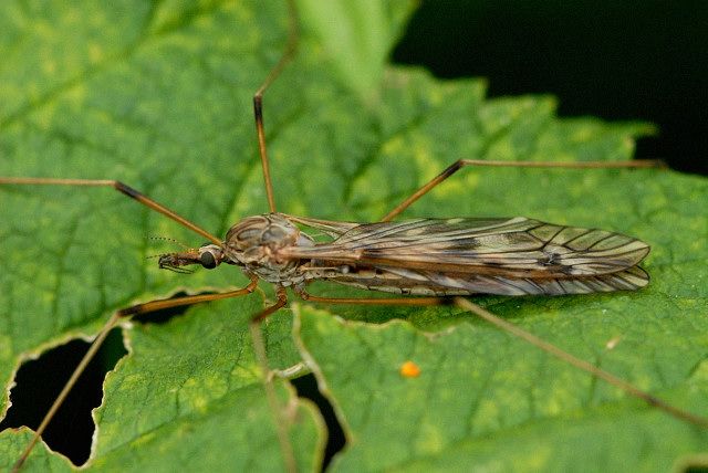 File:Tipula.scripta.-.lindsey.jpg