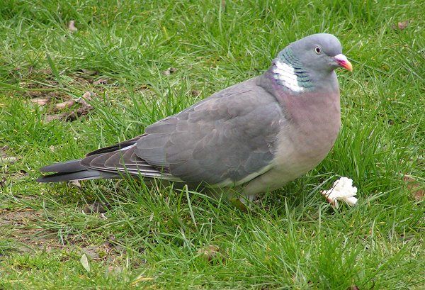 File:Wood Pigeon 600.jpg